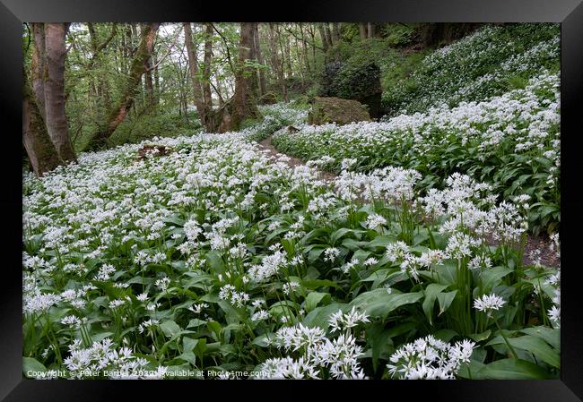 Wild Garlic on the Teesdale Way Framed Print by Peter Barber