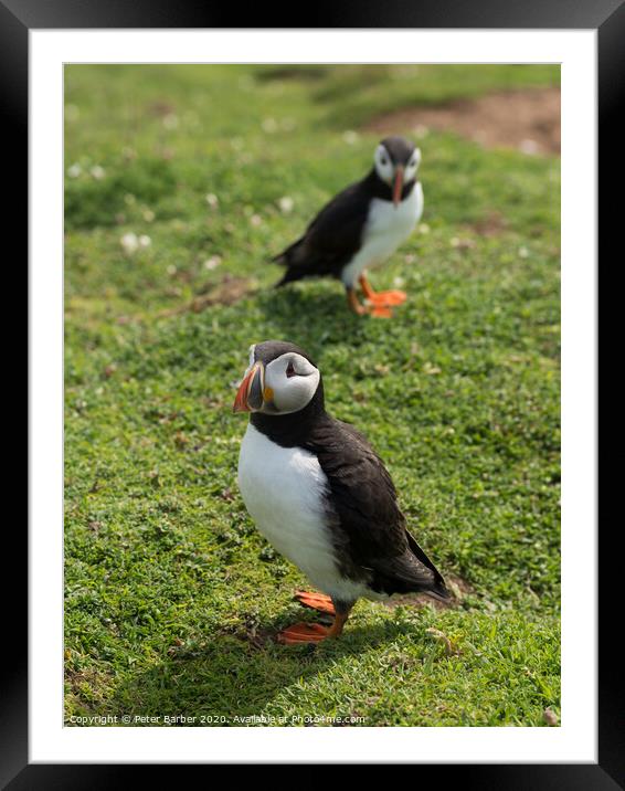 The curious Puffins Framed Mounted Print by Peter Barber
