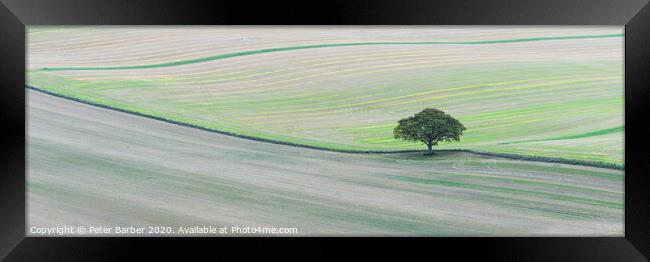 Lone tree on South Downs Framed Print by Peter Barber