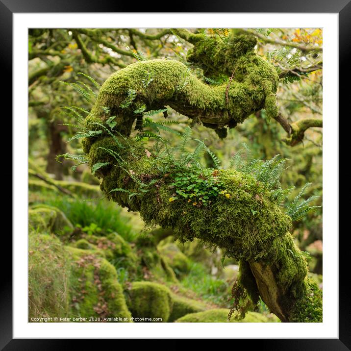Oak tree S-curve Framed Mounted Print by Peter Barber