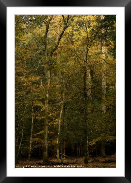 The glowing tree Framed Mounted Print by Peter Barber