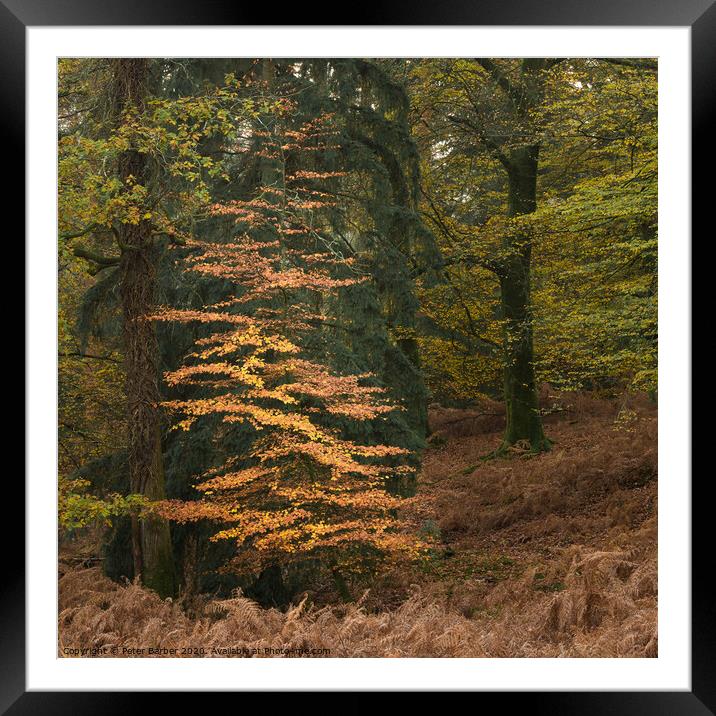 New Forest Sapling Framed Mounted Print by Peter Barber
