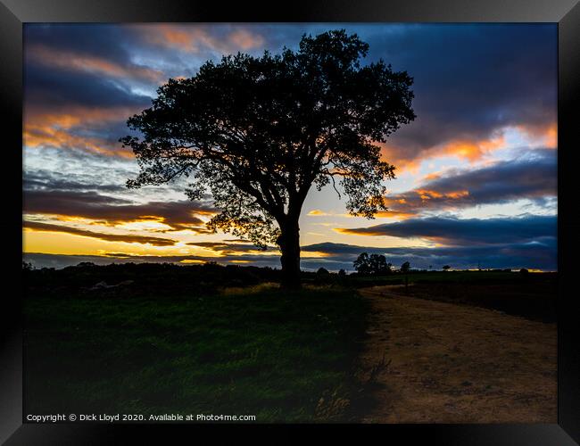 My Favourite Tree in a Brighter Sunset Framed Print by Dick Lloyd