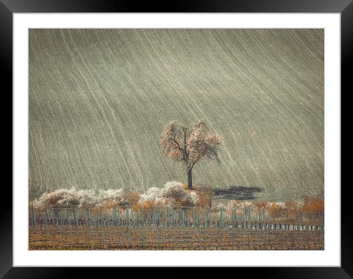 Lonely tree between vineyard and the field Framed Mounted Print by Ingo Menhard