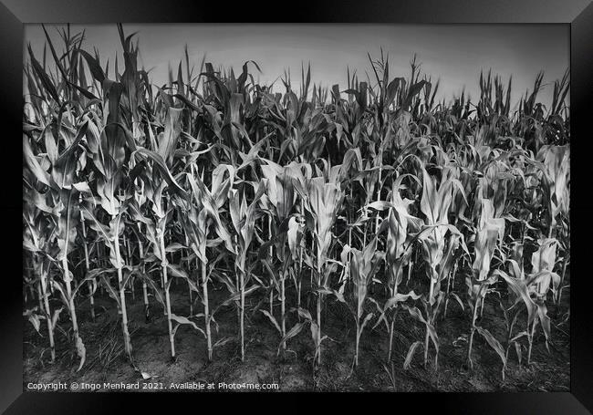 Army of corn Framed Print by Ingo Menhard