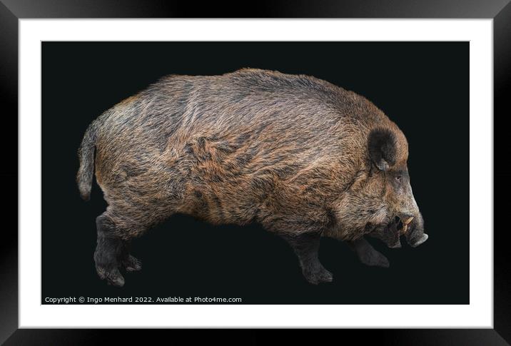 Hubertus the boar Framed Mounted Print by Ingo Menhard