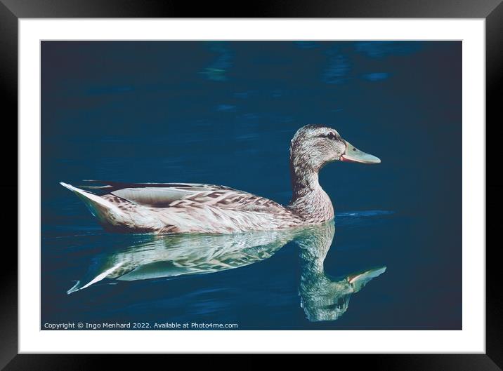 Mirror swimmer Framed Mounted Print by Ingo Menhard