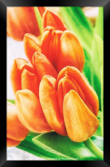 Orange tulips just before growth rising Framed Print by Ingo Menhard