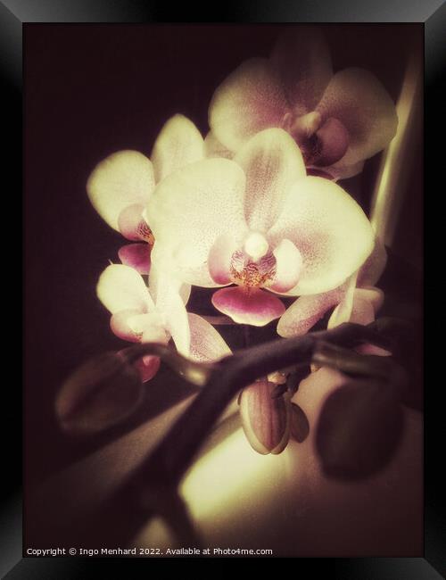 Orchid dreams Framed Print by Ingo Menhard