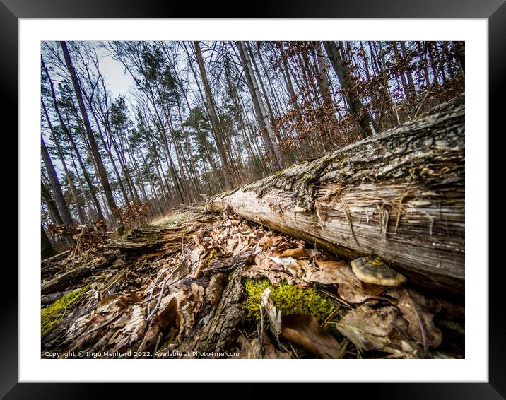 The wild view Framed Mounted Print by Ingo Menhard