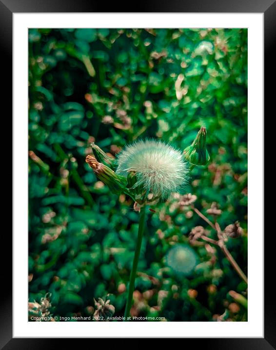 Beautiful blowball flower in summer  Framed Mounted Print by Ingo Menhard