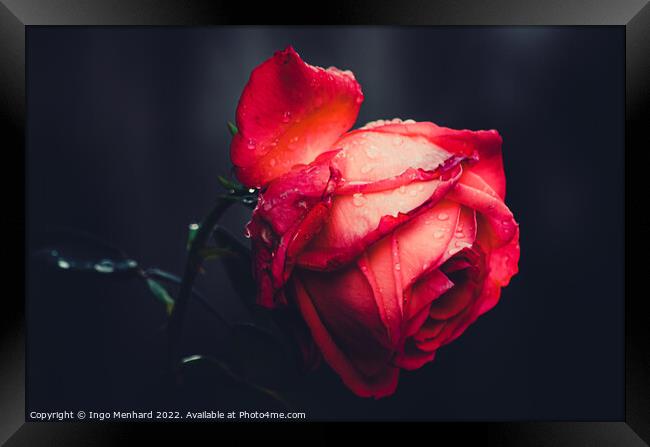 The beauty of a red rose Framed Print by Ingo Menhard