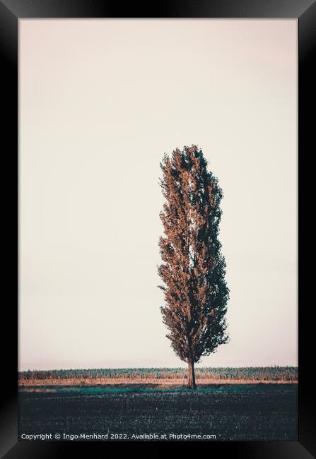 Tree cannon Framed Print by Ingo Menhard