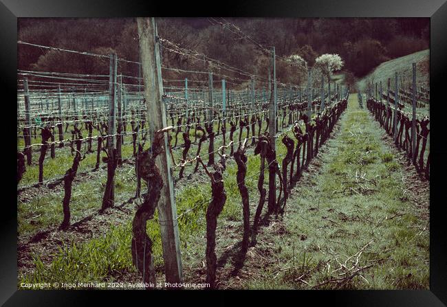 Beautiful shot of the vineyard Framed Print by Ingo Menhard