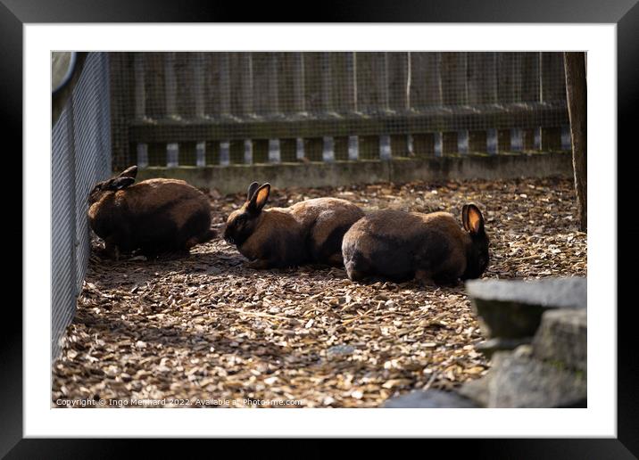 Group of brown rabbits behind a fence Framed Mounted Print by Ingo Menhard