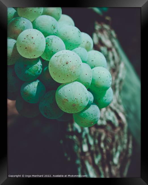 A closeup of green juicy grape berries with the blurred background Framed Print by Ingo Menhard