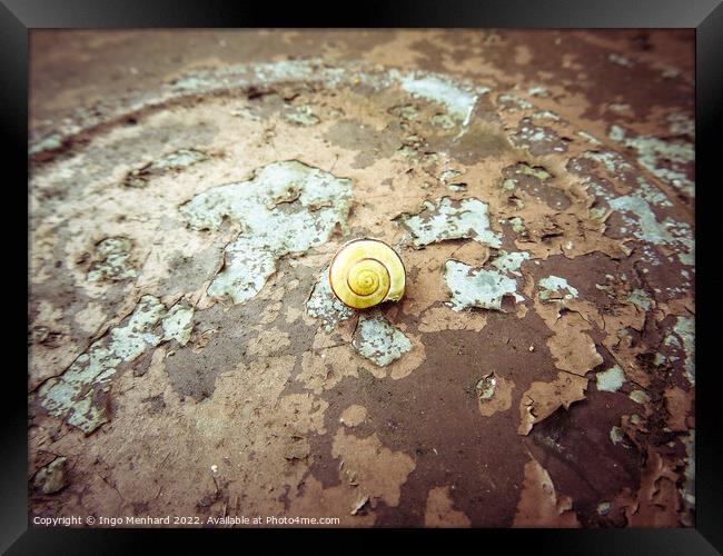 A snail on the ground Framed Print by Ingo Menhard