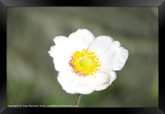 Selective focus shot of a beautiful daffodil flower in the garden Framed Print by Ingo Menhard