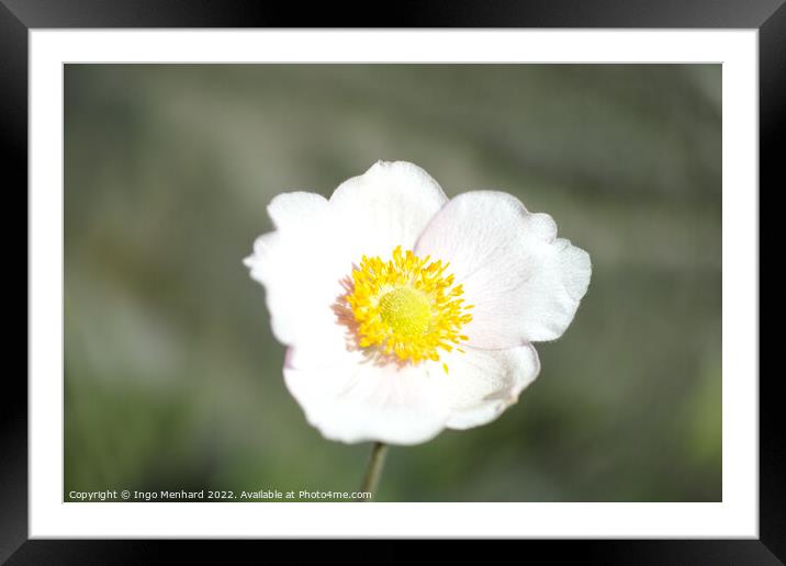 Selective focus shot of a beautiful daffodil flower in the garden Framed Mounted Print by Ingo Menhard