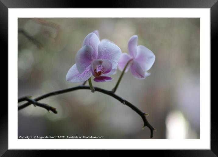 Shallow focus of delicate orchid flowers - perfect for wallpapers Framed Mounted Print by Ingo Menhard