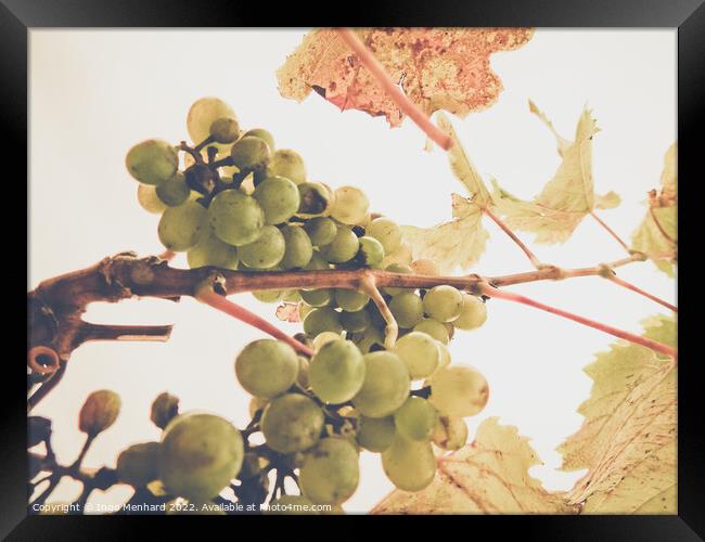 A low angle shot of a grape tree leaves and grapes on a sunny day Framed Print by Ingo Menhard