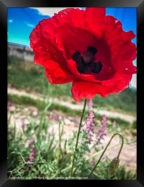 Closeup of a red poppy Framed Print by Ingo Menhard