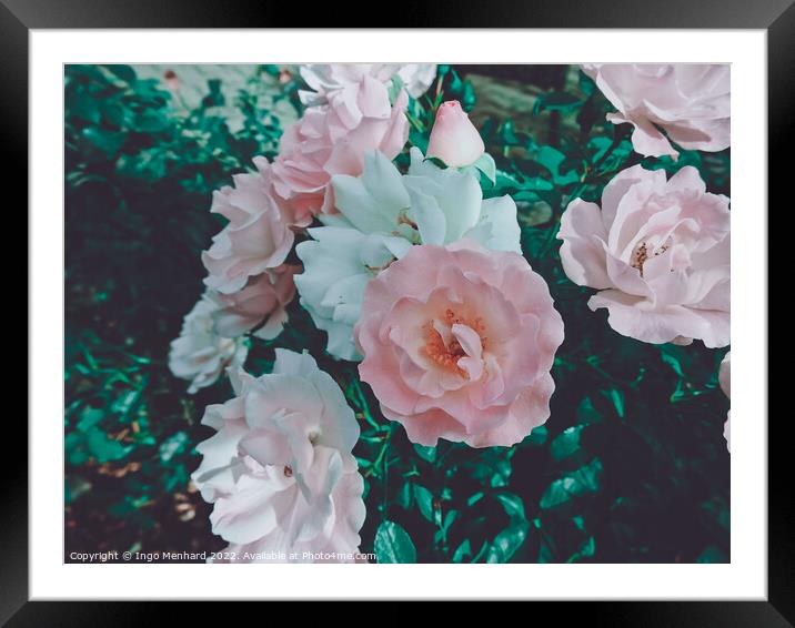 Closeup shot of roses on a bush Framed Mounted Print by Ingo Menhard