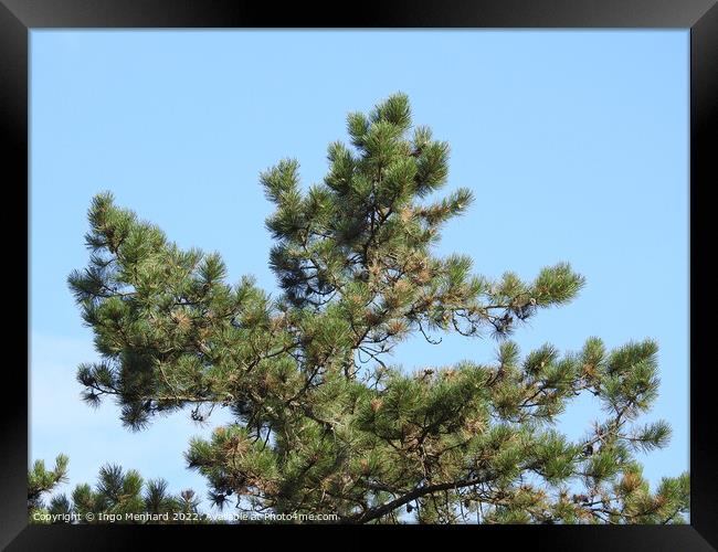 Pine tree on blue sky background Framed Print by Ingo Menhard