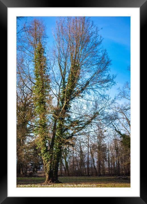 Vertical shot of a tree in a park on a sunny day Framed Mounted Print by Ingo Menhard