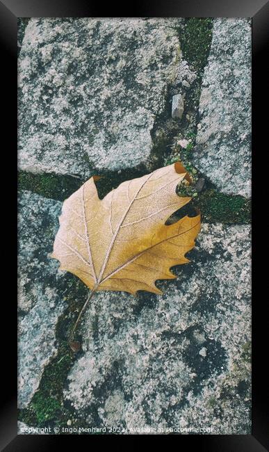 Single orange leaf on the ground Framed Print by Ingo Menhard