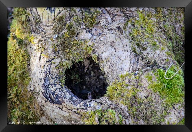 Closeup shot of a hole on a tree with some green moss co-exist with te tree Framed Print by Ingo Menhard