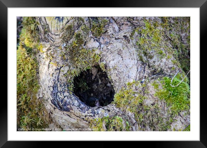 Closeup shot of a hole on a tree with some green moss co-exist with te tree Framed Mounted Print by Ingo Menhard