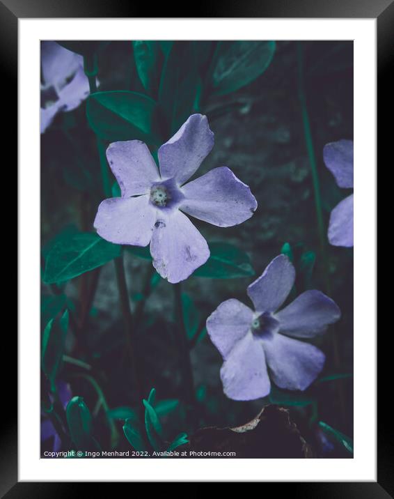 Selective focus shot of beautiful periwinkle flowers in a garden Framed Mounted Print by Ingo Menhard