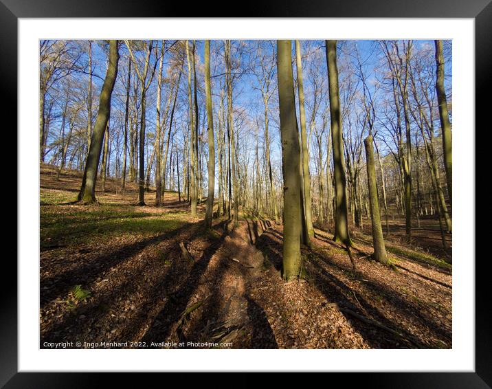 Beautiful view of the tall trees in the forest Framed Mounted Print by Ingo Menhard