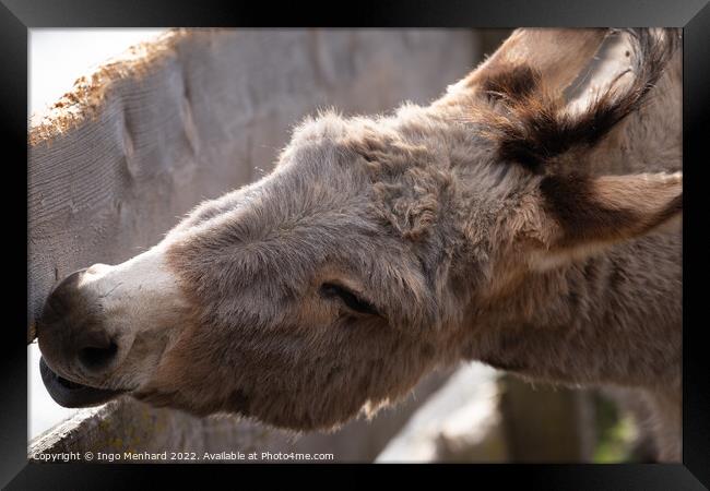 Selective focus shot of a domestic donkey behind a wooden fence Framed Print by Ingo Menhard