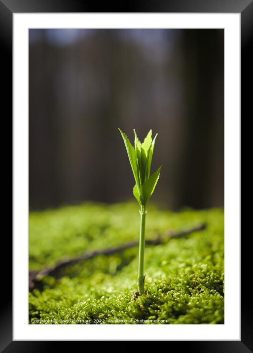 Vertical selective focus shot of a green sprout of a plant Framed Mounted Print by Ingo Menhard