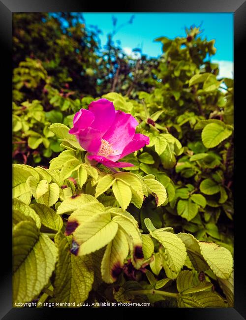 A vertical shot of a beautiful pink rose hip flower on the bush under the sunlight Framed Print by Ingo Menhard