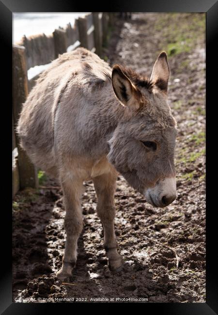 Selective focus shot of a domestic donkey on the farm Framed Print by Ingo Menhard