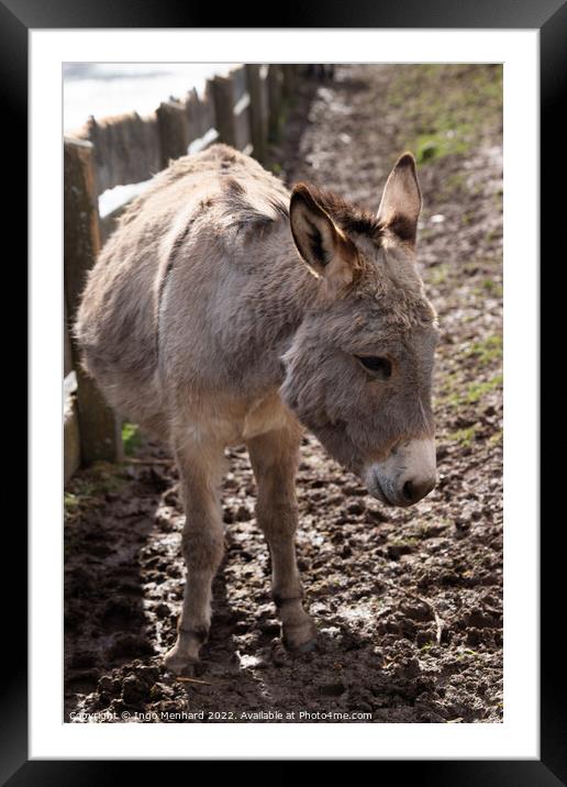 Selective focus shot of a domestic donkey on the farm Framed Mounted Print by Ingo Menhard