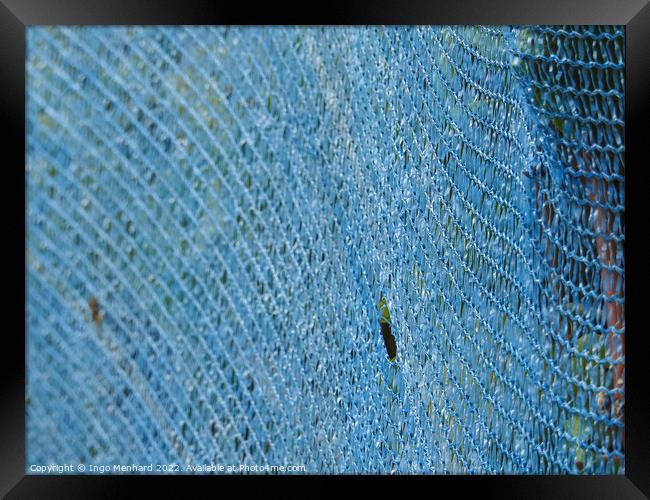 A closeup shot of blue net for winemaking at the vineyards Framed Print by Ingo Menhard