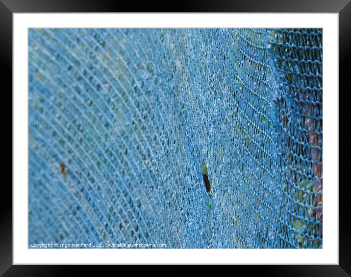 A closeup shot of blue net for winemaking at the vineyards Framed Mounted Print by Ingo Menhard