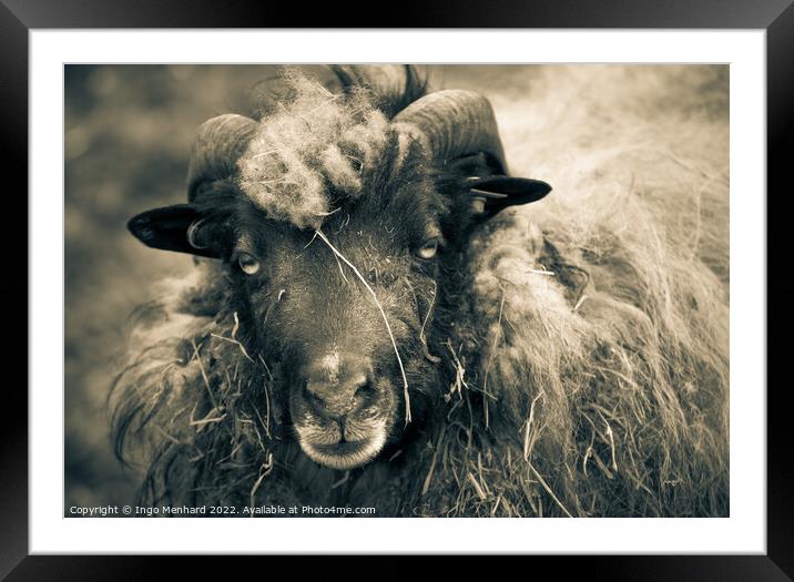 Grayscale shot of a ram with big horns on the farm Framed Mounted Print by Ingo Menhard