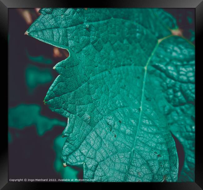 Closeup shot of a green grape leaf with dark and blurred background Framed Print by Ingo Menhard