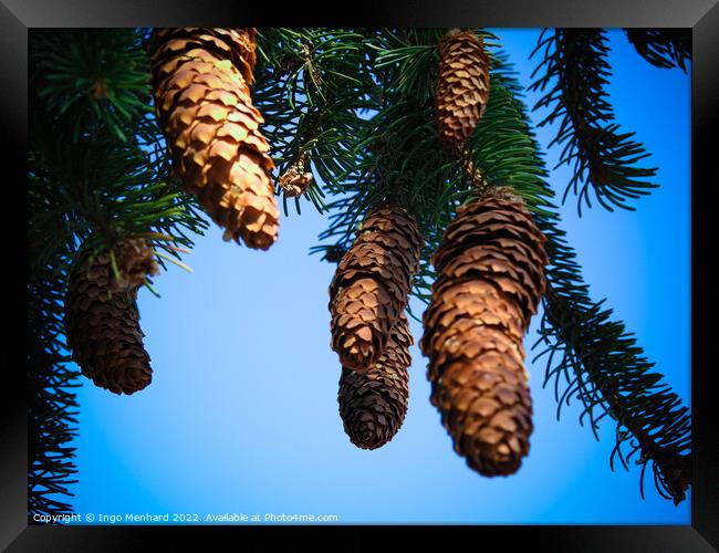 Closeup shot of brown pine cones on a blue background Framed Print by Ingo Menhard