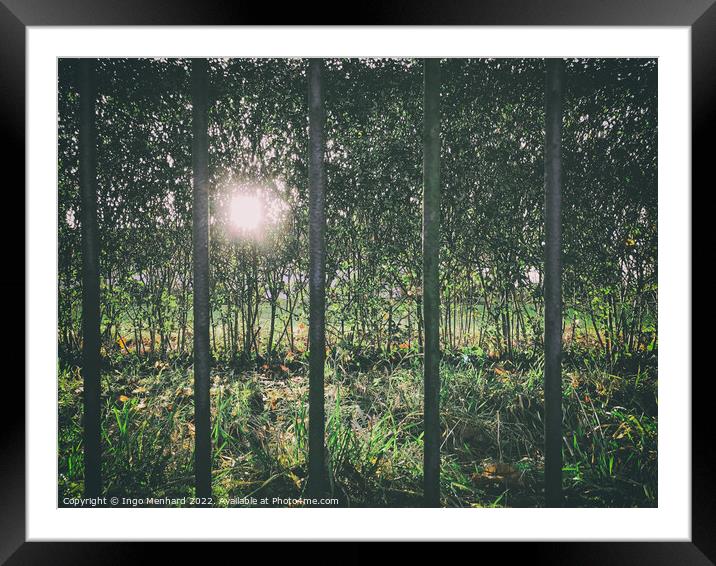 Sun shining through dense forest trees seen from a metal fence bar openings Framed Mounted Print by Ingo Menhard