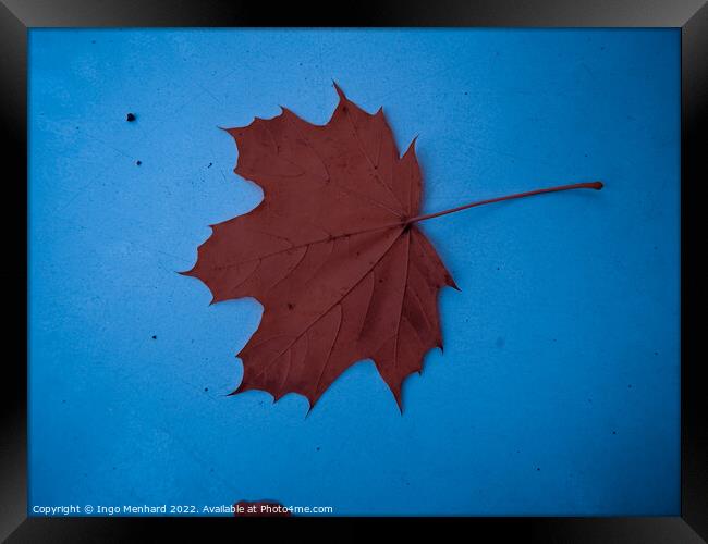 A top view of a dry brown leaf on a blue surface Framed Print by Ingo Menhard