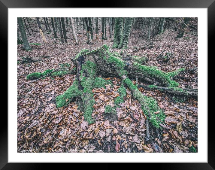 Beautiful forest with tree trunks and dry leaves Framed Mounted Print by Ingo Menhard