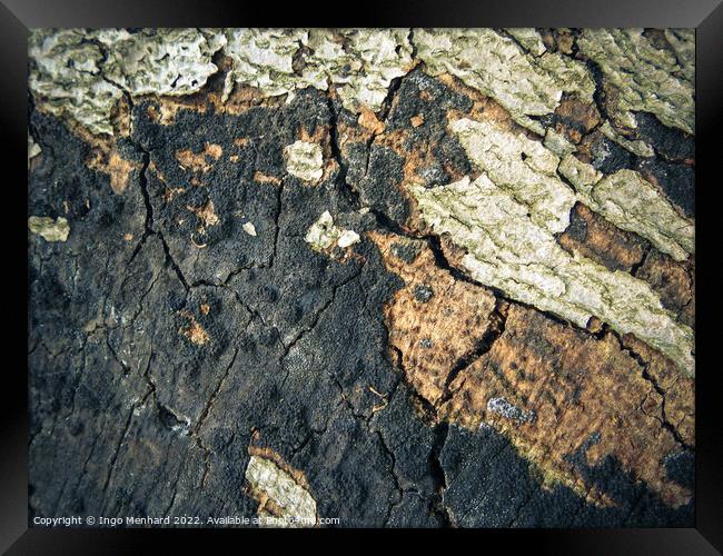 A cracked old bark texture Framed Print by Ingo Menhard