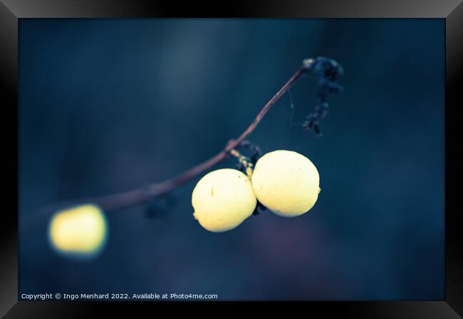 Snowberries in winter closeup Framed Print by Ingo Menhard