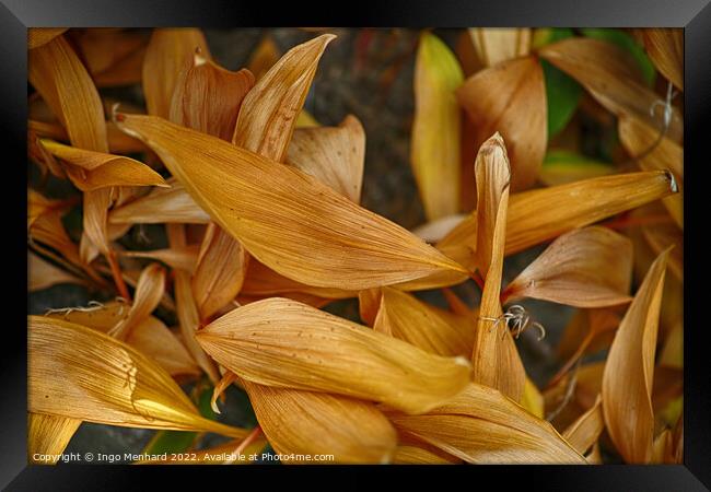 Selective focus shot of dried flower petals in the garden Framed Print by Ingo Menhard
